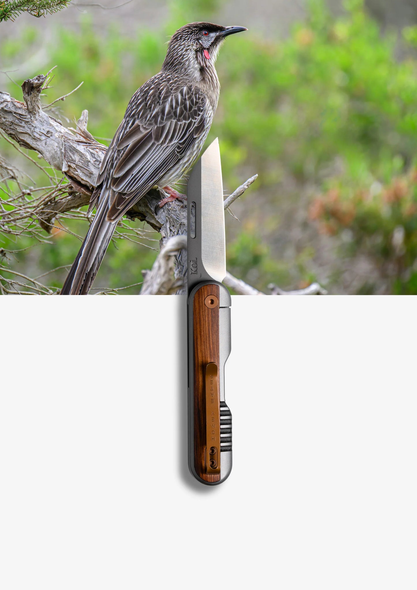 Koi Knives The Honey Eater Folding Knife