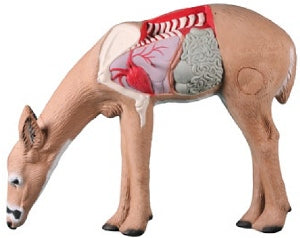 Rinehart Anatomy Deer